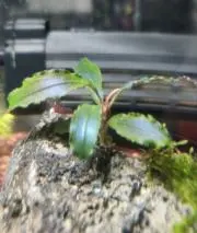 ののの