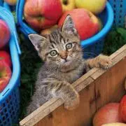 キジにゃんこの画像
