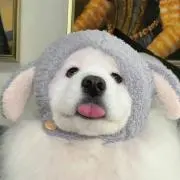 Yolandaの画像