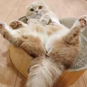 さっしぃの画像