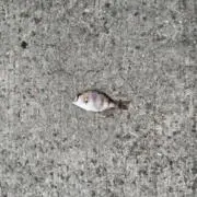 あぴ