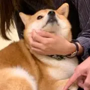 AYU*の画像