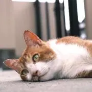 junの画像