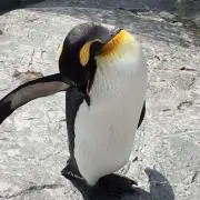 タイチの画像