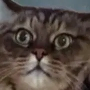 ペリーの画像