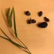 エリンギの画像