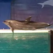 YAH☆値下げお気軽に！の画像