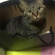 バロン^._.^