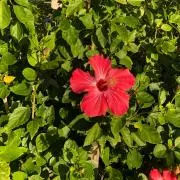 リオママ　断捨離中の画像