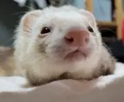 にくまんの画像