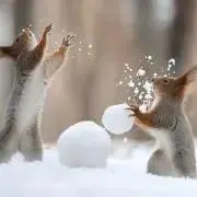 ぽむぽむの画像