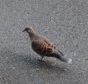 バタやんの画像