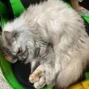 えなり六段