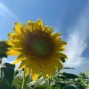 向日葵の画像