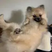 なめこの画像