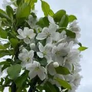 アカツキの画像