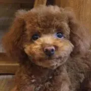 モカママの画像