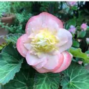 &FLOWER　2点目より−￥50です☆の画像