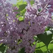 リラの画像