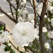 はなまるの画像