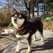 愛犬黒柴モモさんの画像