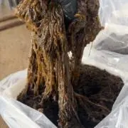 石垣島産太もずく販売の画像