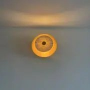 チョコレートコスモスの画像