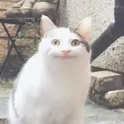 た゛の画像