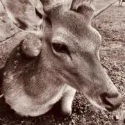 ちゃーちゃん
