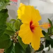 ilandloverの画像