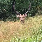 にこる