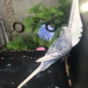 マメの画像