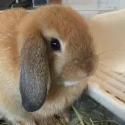 くーちゃん