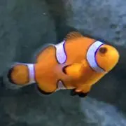 ひところんの画像