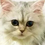 りんの画像