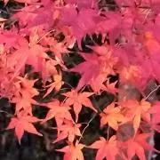 なごみ　✿３点おまとめ１割引中です✿の画像