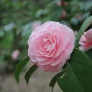か 値下げ⭕️の画像