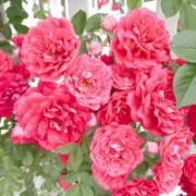 cinnamon❁即購入OKの画像