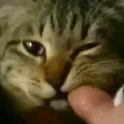 チッチ