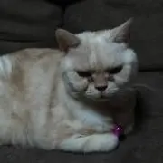 ミサリン