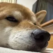 特味噌の画像