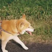 Motojaの画像