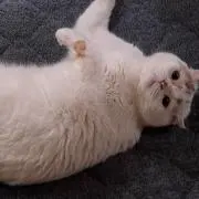 たまごりら