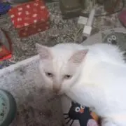 しろちゃん