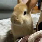 ぎょうざの画像