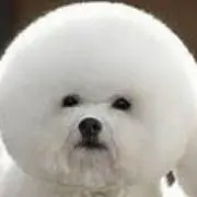 ぴぴ