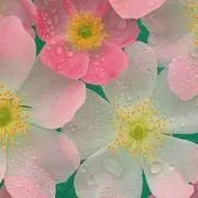 マーチのフリマの画像