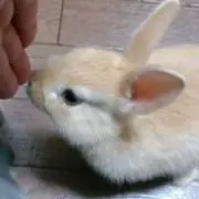 しらゆき