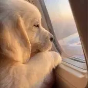 ももの画像