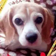 みみちゃん